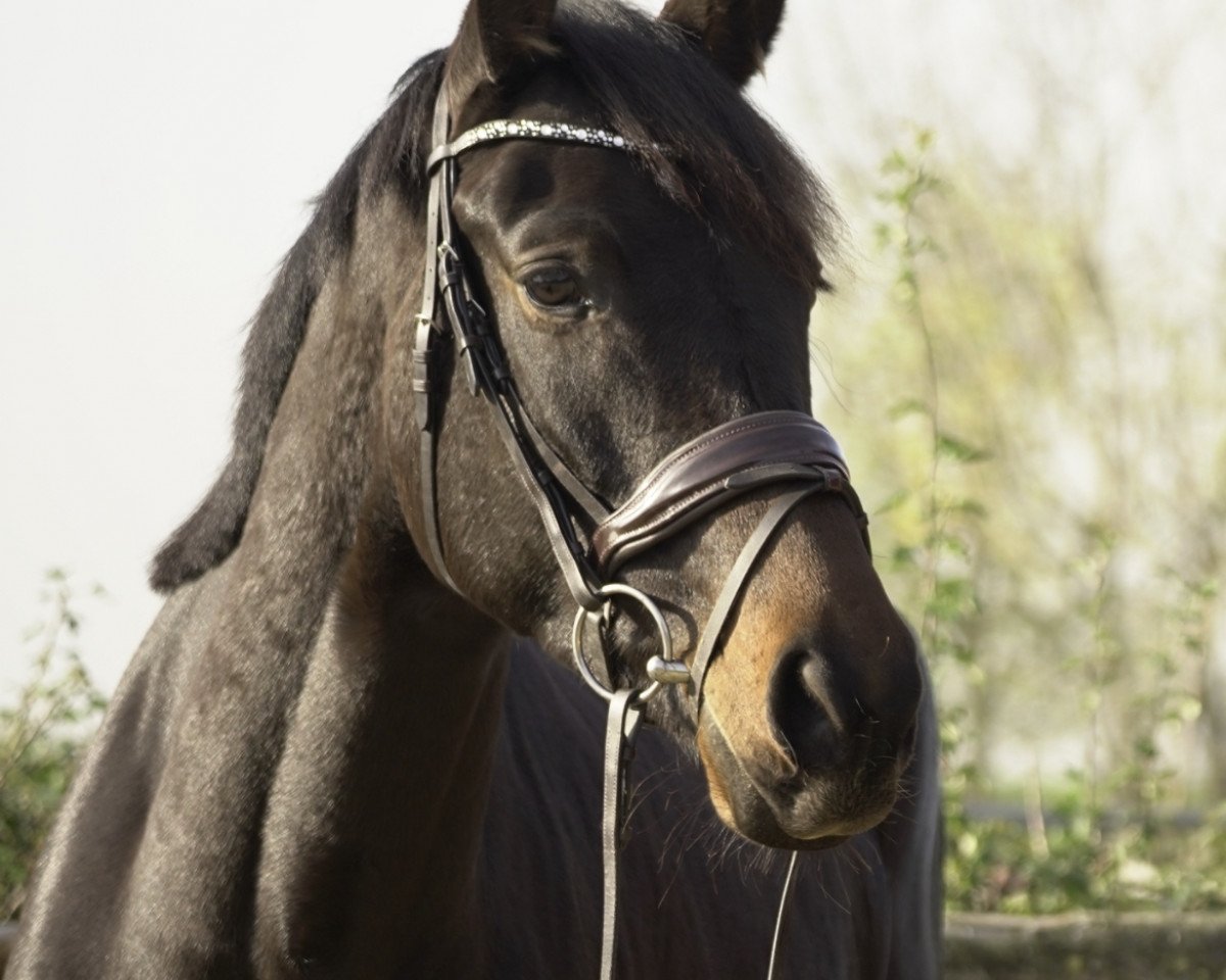 dressage horse Janeira (Rhinelander, 2019, from Janeiro Platinum)