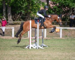 dressage horse San Domingo 8 (New Forest Pony, 2007, from Sir Durk)