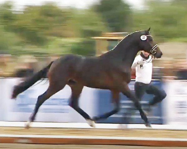 stallion Eichengold (Trakehner, 2019, from Schwarzgold)