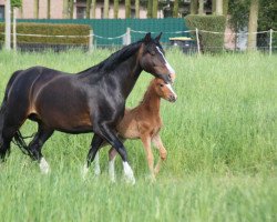 broodmare Kristall 51 (German Riding Pony, 2013, from Halifax)