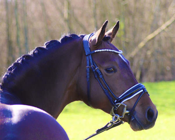 stallion Springs Dynamic Dancer (German Riding Pony, 2019, from D-Power AT)