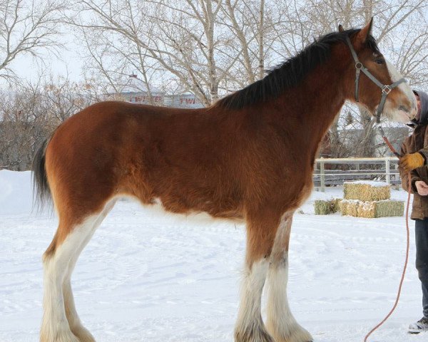 horse Willow Way Lainey (Clydesdale, 2011, from Willow Way Altima)