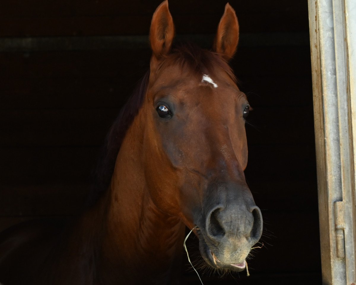 Dressurpferd Argonaut B (Österreichisches Warmblut, 2009, von Abanos)