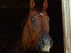 dressage horse Argonaut B (Austrian Warmblood, 2009, from Abanos)