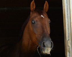 Dressurpferd Argonaut B (Österreichisches Warmblut, 2009, von Abanos)