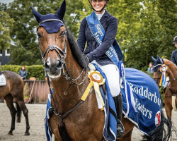 stallion Lord Al Bahar (Oldenburg, 2010, from Lord Pezi)