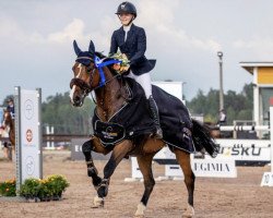 jumper Callboy (KWPN (Royal Dutch Sporthorse), 2012, from Caleandro)