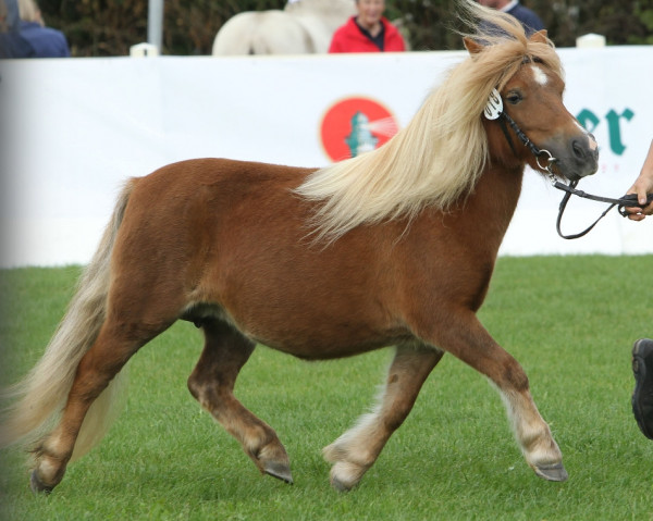 broodmare Sonja von der Waldesruh (Shetland Pony, 2018, from Sieger van Vries)