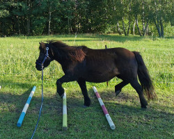 Zuchtstute Kora-Z (Dt.Part-bred Shetland Pony, 2005, von Karon I)