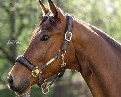 Dressurpferd Suppenkaspar (KWPN (Niederländisches Warmblut), 2019, von Spielberg)