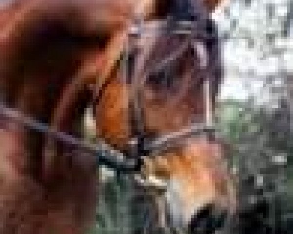 stallion Randeck Tristan (Welsh-Cob (Sek. D), 1985, from Llanarth Mostyn Triton)