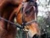 stallion Randeck Tristan (Welsh-Cob (Sek. D), 1985, from Llanarth Mostyn Triton)