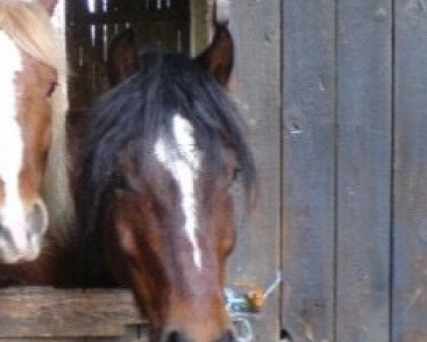 Pferd Sunflowers Welsh Triton (Welsh-Cob (Sek. D), 1996, von Randeck Tristan)