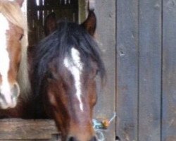 horse Sunflowers Welsh Triton (Welsh-Cob (Sek. D), 1996, from Randeck Tristan)