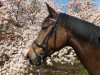 dressage horse Rosendorf (Westphalian, 2013, from Rock Forever NRW)