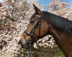 dressage horse Rosendorf (Westphalian, 2013, from Rock Forever NRW)