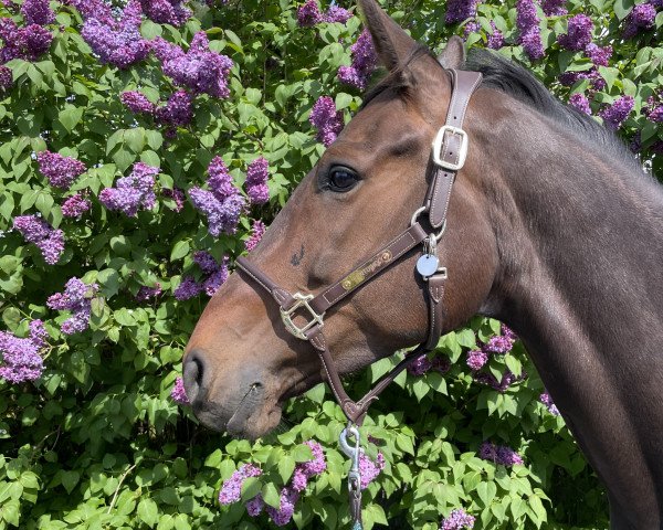 dressage horse Rock'n Rosie (Oldenburg, 2017, from Zack)