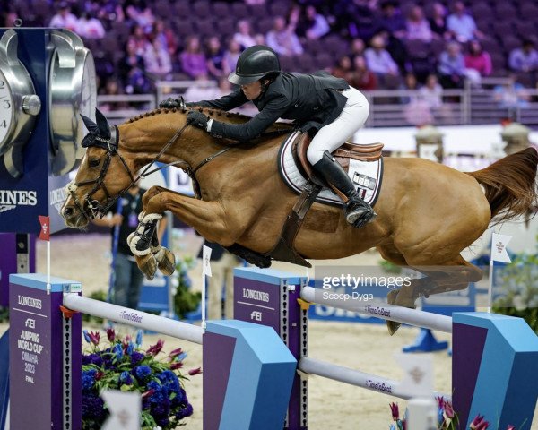 jumper Equine America Papa Roach (Hanoverian, 2009, from Perigueux)