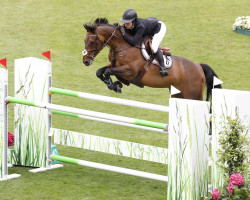 Springpferd Mistral van de Vogelzang (Belgisches Warmblut, 2012, von Elvis Ter Putte)