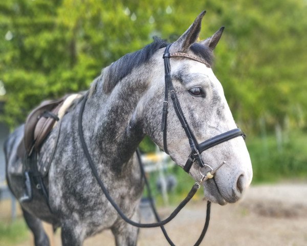 Pferd Golden boy .M.U (Polnisches Warmblut, 2017)