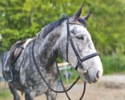 Pferd Golden boy .M.U (Polnisches Warmblut, 2017)