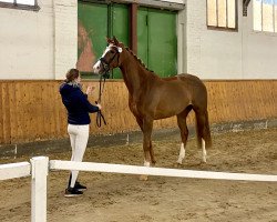 dressage horse Ladina (Hanoverian, 2016, from Londontime)