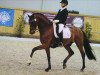 dressage horse Runaway 25 (Westphalian, 2007, from Rock Forever NRW)