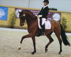 dressage horse Runaway 25 (Westphalian, 2007, from Rock Forever NRW)