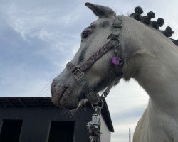 Pferd Piccolo (Shetland B (über 107-117), 2012)