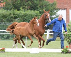 dressage horse Spotify (Westphalian, 2016, from Sir Heinrich OLD)