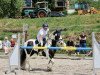 Dressurpferd April (Tinker / Irish Cob / Gypsy Vanner, 2007)