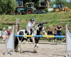 Dressurpferd April (Tinker / Irish Cob / Gypsy Vanner, 2007)