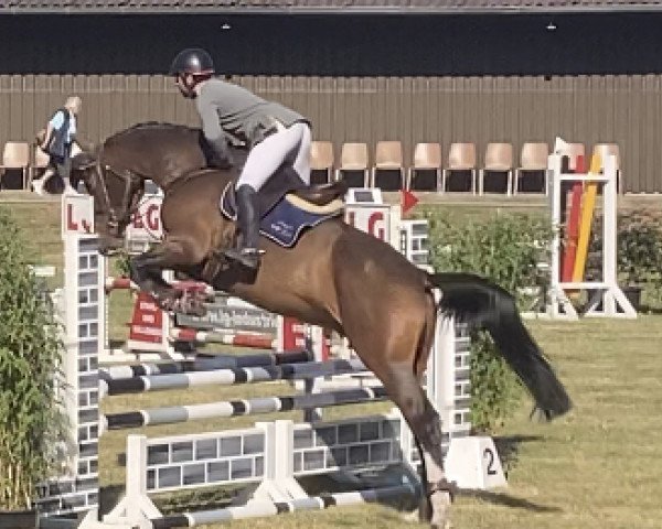 broodmare Casa Potentia T (Hanoverian, 2018, from Casalido)