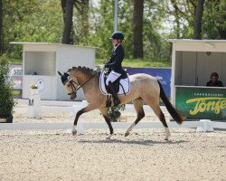 dressage horse Küstenliebe R (German Riding Pony, 2020, from Notting Hill 2)