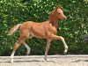 dressage horse Dashboard (German Riding Pony, 2023, from Tackmanns Don Alonso NRW)