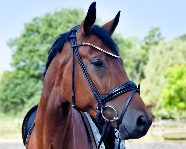 dressage horse Be my Love (Westphalian, 2019, from Baron)