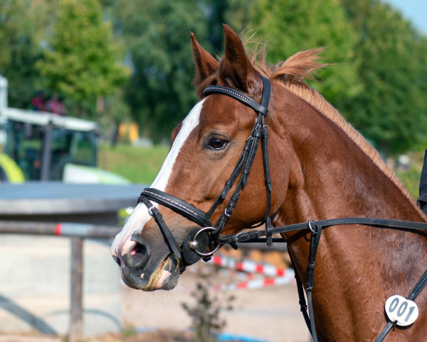 Springpferd Alanah CL (Deutsches Sportpferd, 2015, von Askari)