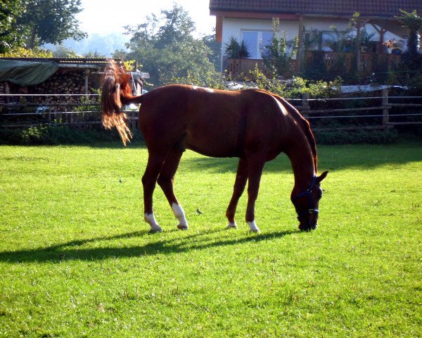 horse Dragonheart 7 (Latvian Warmblood, 1994, from Duets)