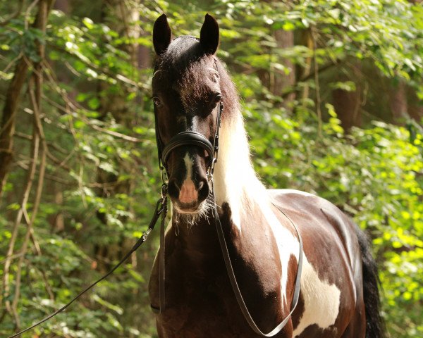 dressage horse T-Rex von Marschhorst (German Warmblood, 2011, from Targon vvon Marschhorst)