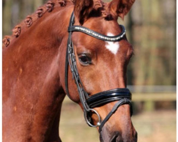 dressage horse About Us A (Westphalian, 2018, from AC-DC 4)