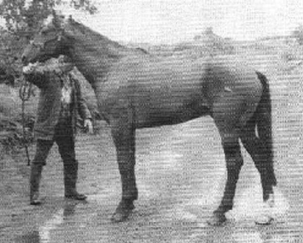stallion Ginger Dick (Irish Draft Horse, 1969, from Bell Laughton)