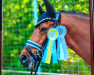 dressage horse Casparelli (German Riding Pony, 2017, from Ceylon E WE)