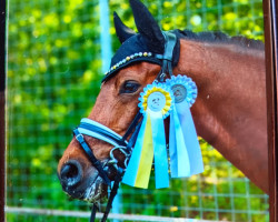 dressage horse Casparelli (German Riding Pony, 2017, from Ceylon E)