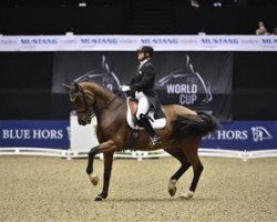 dressage horse Grosso's Gentle (Hanoverian, 2002, from Grosso Z)