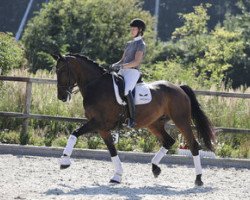 dressage horse LCC Manhattan (Irish Sport Horse, 2010, from Manhattan)