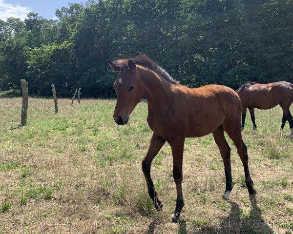 dressage horse Karat (Oldenburg, 2023, from Fynch Hatton)