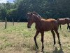 dressage horse Karat (Oldenburg, 2023, from Fynch Hatton)