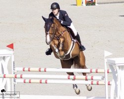 jumper Chaloubet (Norwegian Warmblood, 2008, from Balou du Rouet)