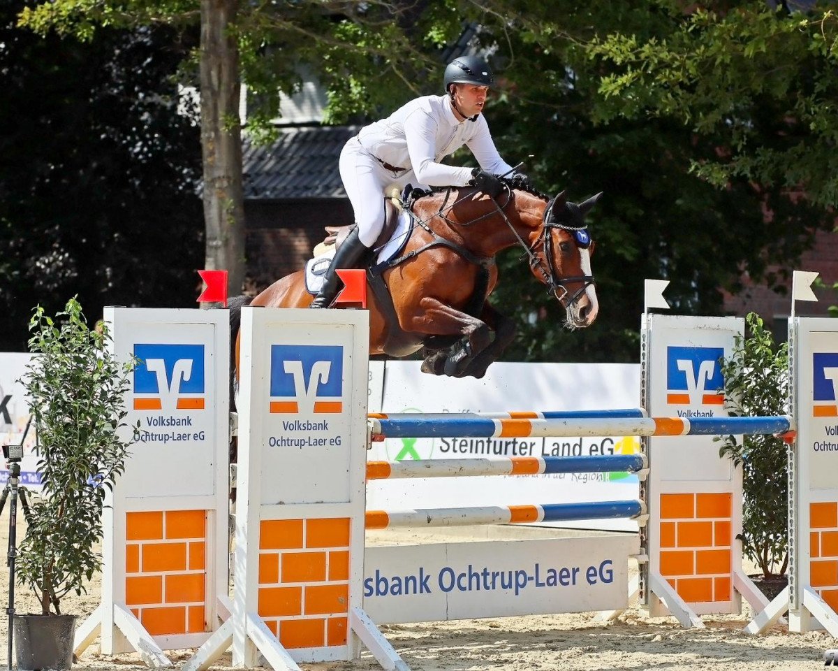 jumper Paula M 5 (Oldenburg show jumper, 2018, from Plot Blue)