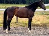 dressage horse Fräulein Fio (Westphalian, 2020, from Franziskus FRH)